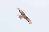 Grasshopper Buzzard, Mole, Ghana, June 2011 - click for larger image