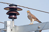 Grasshopper Buzzard, Mole, Ghana, June 2011 - click for larger image