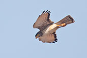 Grasshopper Buzzard, Mole, Ghana, June 2011 - click for larger image