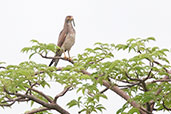 Grasshopper Buzzard, Tono Dam, Ghana, June 2011 - click for larger image