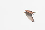 Grasshopper Buzzard, Tono Dam, Ghana, June 2011 - click for larger image