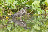 Straited Heron, Ghana, May 2011 - click for larger image