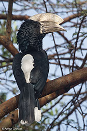 Silvery-cheeked Hornbill, Lake Awassa, Ethiopia, January 2016 - click for larger image