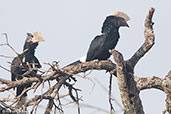 Silvery-cheeked Hornbill, Lake Langano, Ethiopia, January 2016 - click for larger image