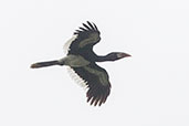 Piping Hornbill Heron, Ghana, May 2011 - click for larger image