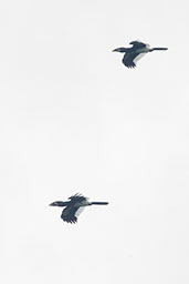 Piping Hornbill Heron, Ghana, May 2011 - click for larger image