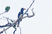 Piping Hornbill Heron, Ghana, May 2011 - click for larger image