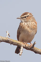 Foxy Lark, Yabello, Ethiopia, January 2016 - click for larger image