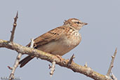 Foxy Lark, Yabello, Ethiopia, January 2016 - click for larger image