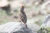 Blanford's Lark, Melka Gebdu Track, Ethiopia, January 2016 - click for larger image