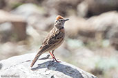 Blanford's Lark, Melka Gebdu Track, Ethiopia, January 2016 - click for larger image