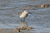 Curlew Sandpiper, Belalanda Wetlands, Madagascar, November 2016 - click for larger image