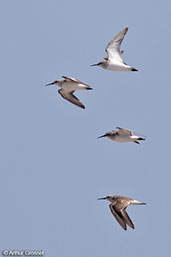 Curlew Sandpiper, Ifaty Salt Pans, Madagascar, November 2016 - click for larger image