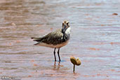 Curlew Sandpiper, Betsiboka River, Madagascar, November 2016 - click for larger image