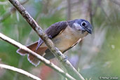 Female Red-tailed Vanga, Ranomafana, Madagascar, November 2016 - click for larger image