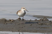 Little Stint, Lake Ziway, Ethiopia, January 2016 - click for larger image