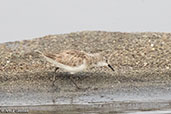 Little Stint, Lake Shalla, Ethiopia, January 2016 - click for larger image