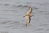 Little Stint, Lake Shalla, Ethiopia, January 2016 - click for larger image