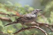 Grey Wren-warbler, Bogol-Manyo Road, Ethiopia, January 2016 - click for larger image