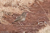 Somali Short-toed Lark, Liben Plains, Ethiopia, January 2016 - click for larger image