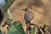 Female Nubian Woodpecker, Langano Lake, Ethiopia, January 2016 - click for larger image