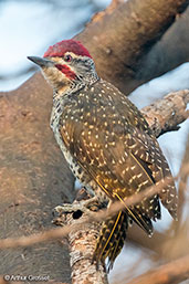 Male Nubian Woodpecker, Awash Falls, Ethiopia, January 2016 - click for larger image