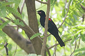 Male Red-shouldered Cuckoo-shrike, Shai Hills, Ghana, May 2011 - click for larger image