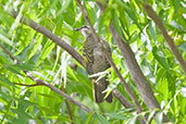 Female Red-shouldered Cuckoo-shrike, Shai Hills, Ghana, May 2011 - click for larger image