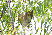 Female Red-shouldered Cuckoo-shrike, Shai Hills, Ghana, May 2011 - click for larger image