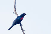 Male Red-shouldered Cuckoo-shrike, Mole, Ghana, June 2011 - click for larger image