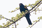 Red-shouldered Cuckoo-shrike, Lake Langano, Ethiopia, January 2016 - click for larger image