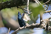 Red-shouldered Cuckoo-shrike, Lake Langano, Ethiopia, January 2016 - click for larger image