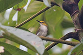 Yellow-browed Camaroptera, Ghana, May 2011 - click for larger image