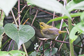 Yellow-browed Camaroptera, Ghana, May 2011 - click for larger image