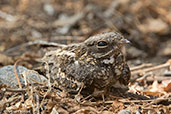 Female Slender-tailed Nightjar, Lake Langano, Ethiopia, January 2016 - click for larger image