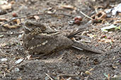 Female Slender-tailed Nightjar, Lake Langano, Ethiopia, January 2016 - click for larger image