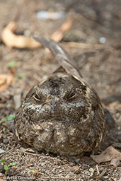 Female Slender-tailed Nightjar, Lake Langano, Ethiopia, January 2016 - click for larger image