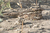 Male Slender-tailed Nightjar, Bilen, Ethiopia, January 2016 - click for larger image