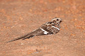 Long-tailed Nightjar, Mole, Ghana, June 2011 - click for larger image