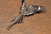 Long-tailed Nightjar, Mole, Ghana, June 2011 - click for larger image