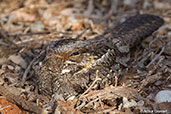 Madagascar Nightjar, Berenty Reserve, Madagascar, November 2016 - click for larger image