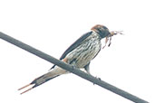 Lesser Striped Swallow, Praso River, Ghana, May 2011 - click for larger image
