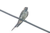 Lesser Striped Swallow, Praso River, Ghana, May 2011 - click for larger image