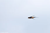 Rufous-chested Swallow, Ankasa, Ghana, May 2011 - click for larger image