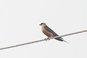 Mosque Swallow, Brenu-Akyinim, Ghana, May 2011 - click for larger image