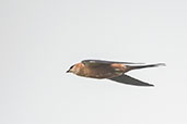 Mosque Swallow, Brenu-Akyinim, Ghana, May 2011 - click for larger image