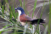 Blue-headed Coucal, Auntutu Forest, Ghana, May 2011 - click for larger image