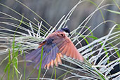 Blue-headed Coucal, Auntutu Forest, Ghana, May 2011 - click for larger image