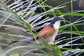 Blue-headed Coucal, Auntutu Forest, Ghana, May 2011 - click for larger image