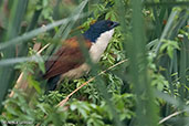 Blue-headed Coucal, Lake Awassa, Ethiopia, January 2016 - click for larger image